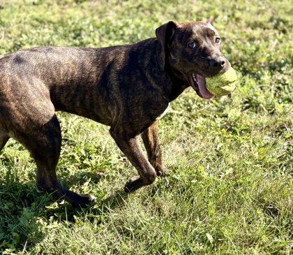 Enlarge Dexter, a Adoptable Mixed Breed in Beatrice, NE image 3/3