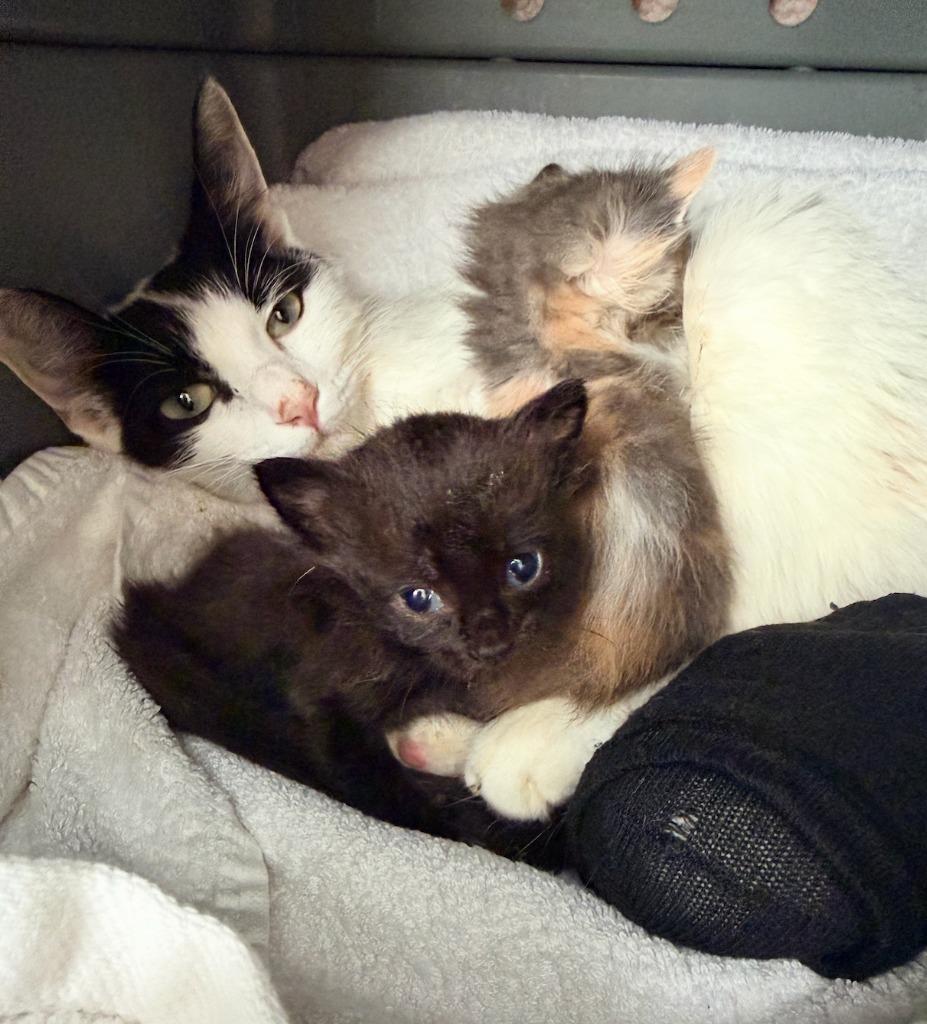 Mavis, Adoptable, Kitten Female Domestic Short Hair.