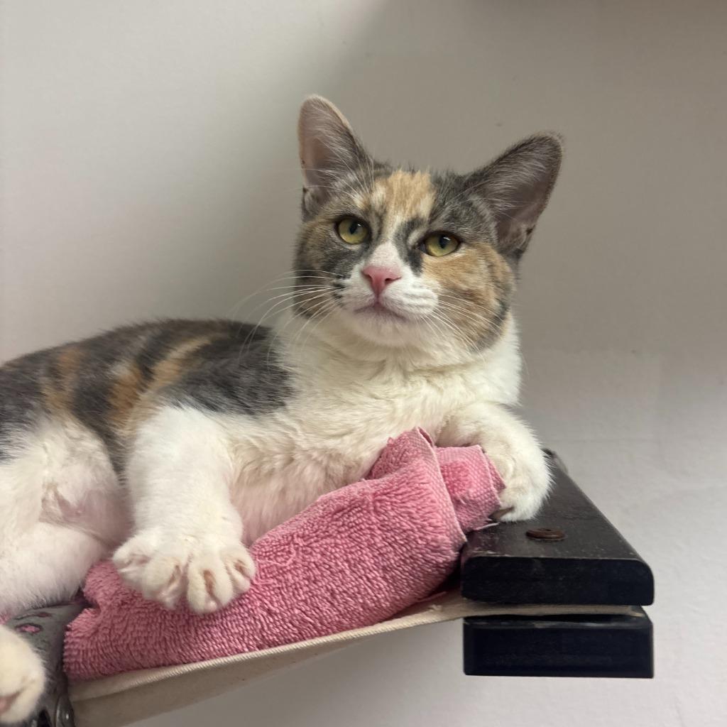 Enlarge Mavis, a Adoptable mixed breed in Los Angeles, CA image 2/6
