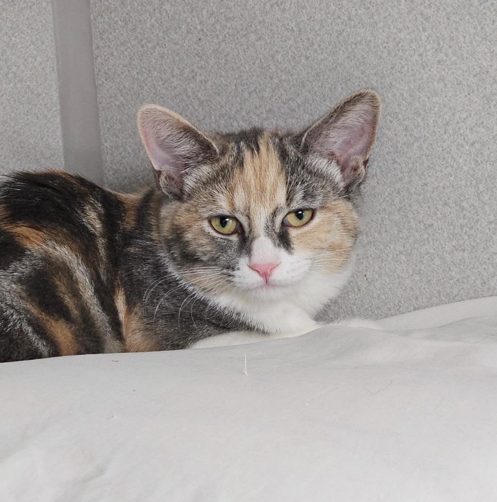 Enlarge Mavis, a Adoptable mixed breed in Los Angeles, CA image 4/6
