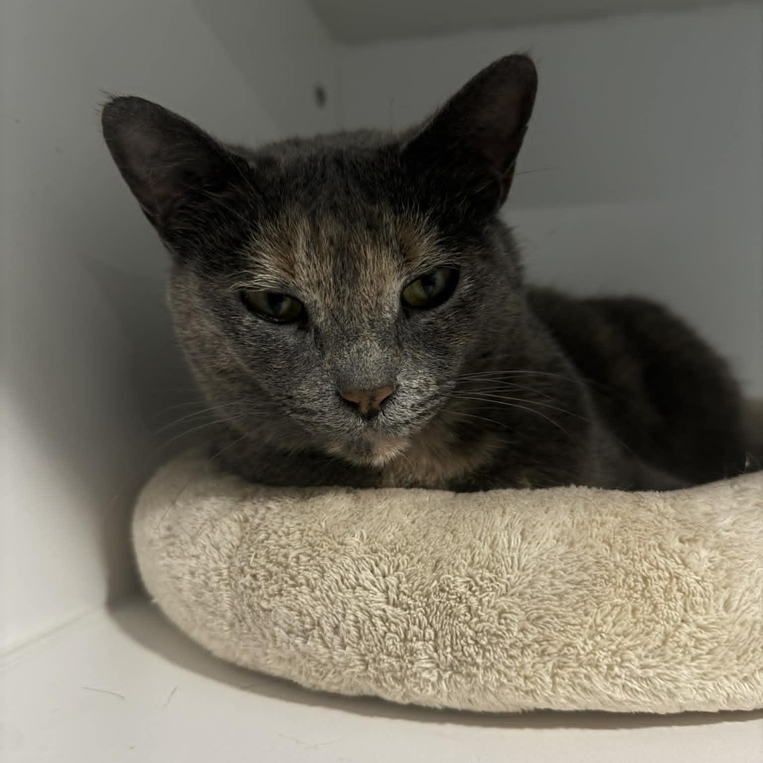 Enlarge Jodey, a Adoptable American Shorthair in Danbury, CT image 1/3