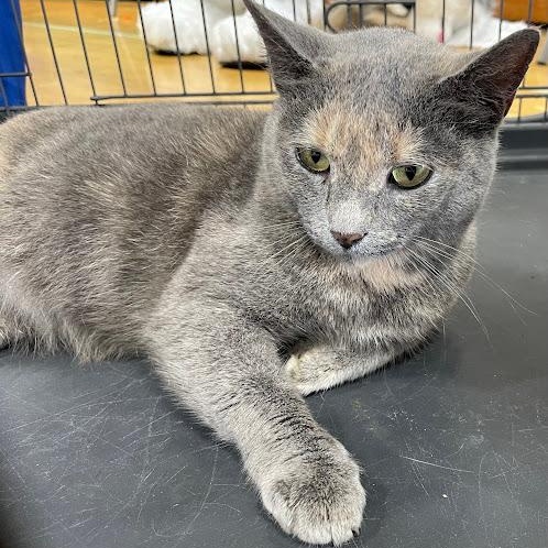 Jodey, Adoptable, Young Female American Shorthair.