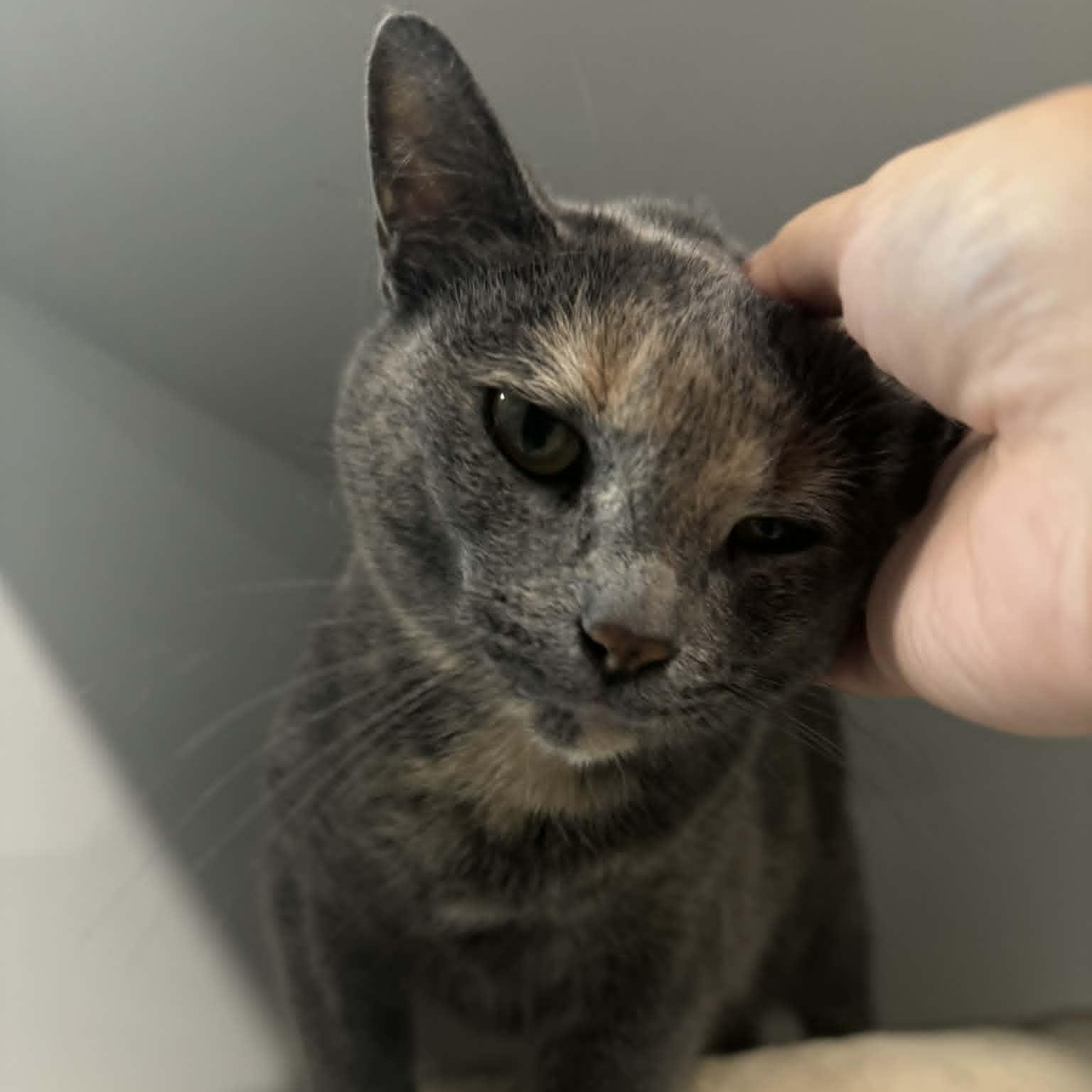 Enlarge Jodey, a Adoptable American Shorthair in Danbury, CT image 3/3