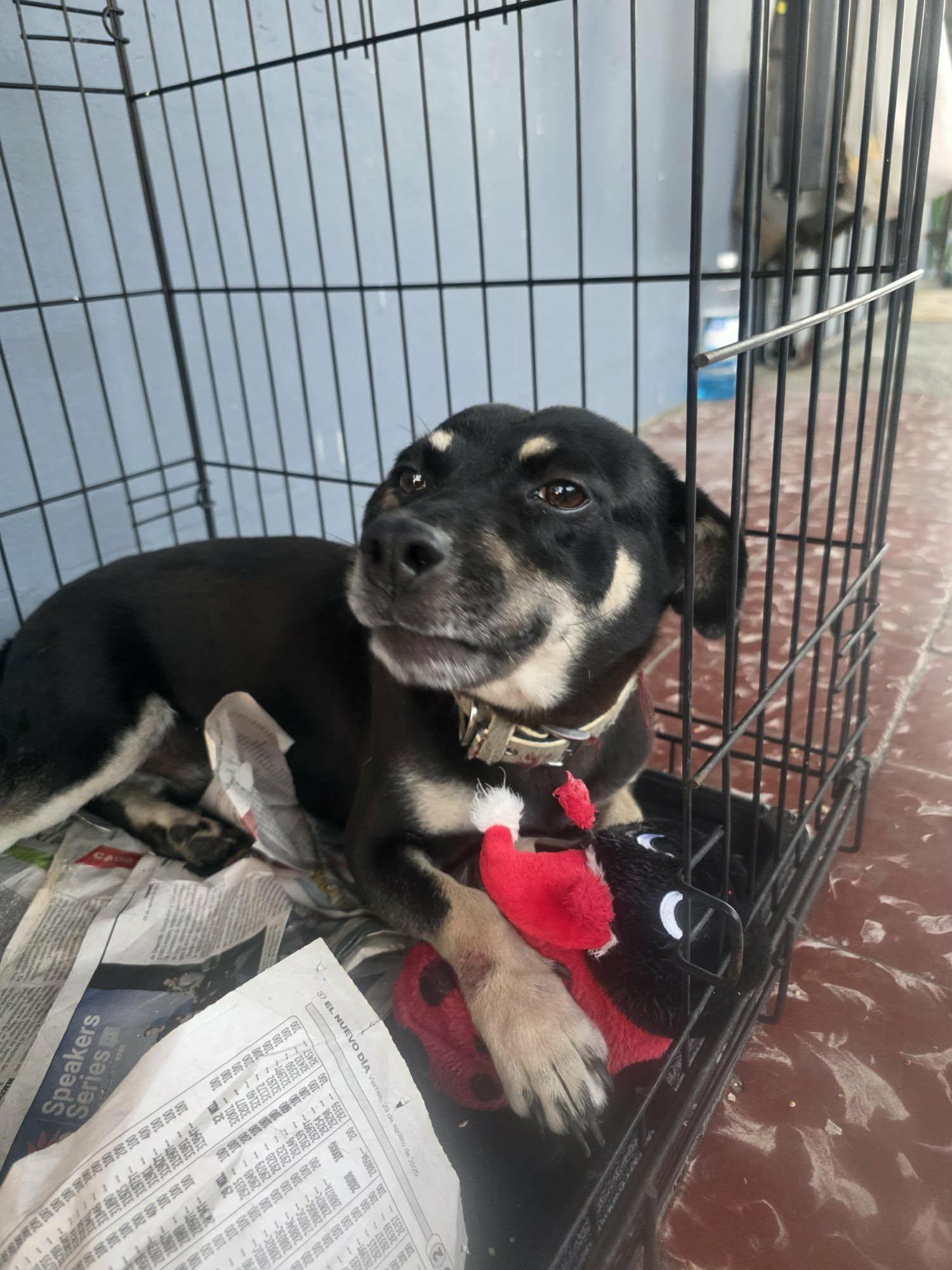 Oreo, ADOPTABLE, Young Male Labrador Retriever.