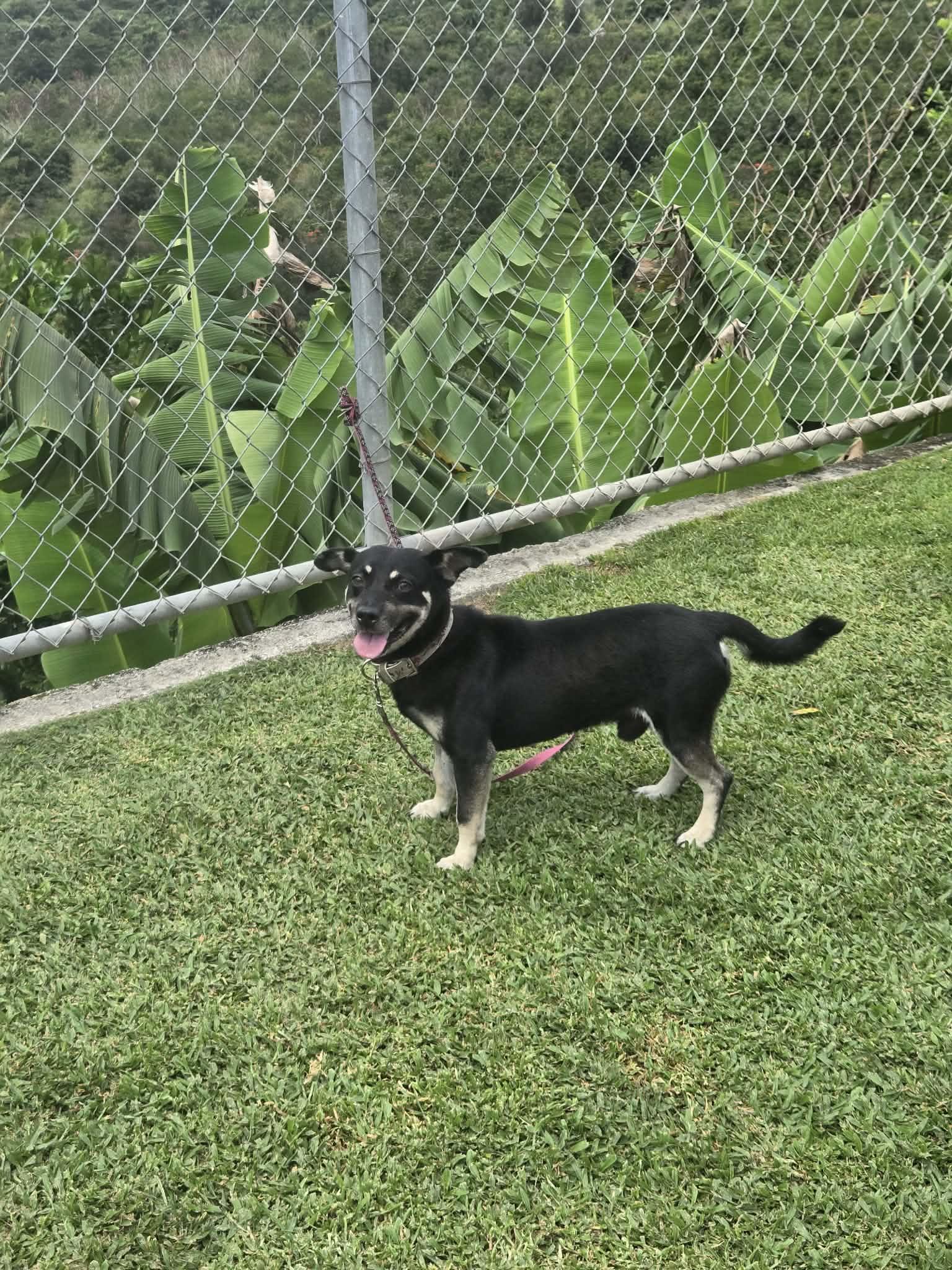 Enlarge Oreo, a ADOPTABLE mixed breed in Huntington, NY image 5/6