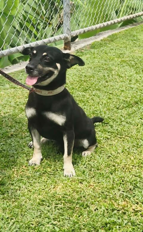 Enlarge Oreo, a ADOPTABLE mixed breed in Huntington, NY image 2/6