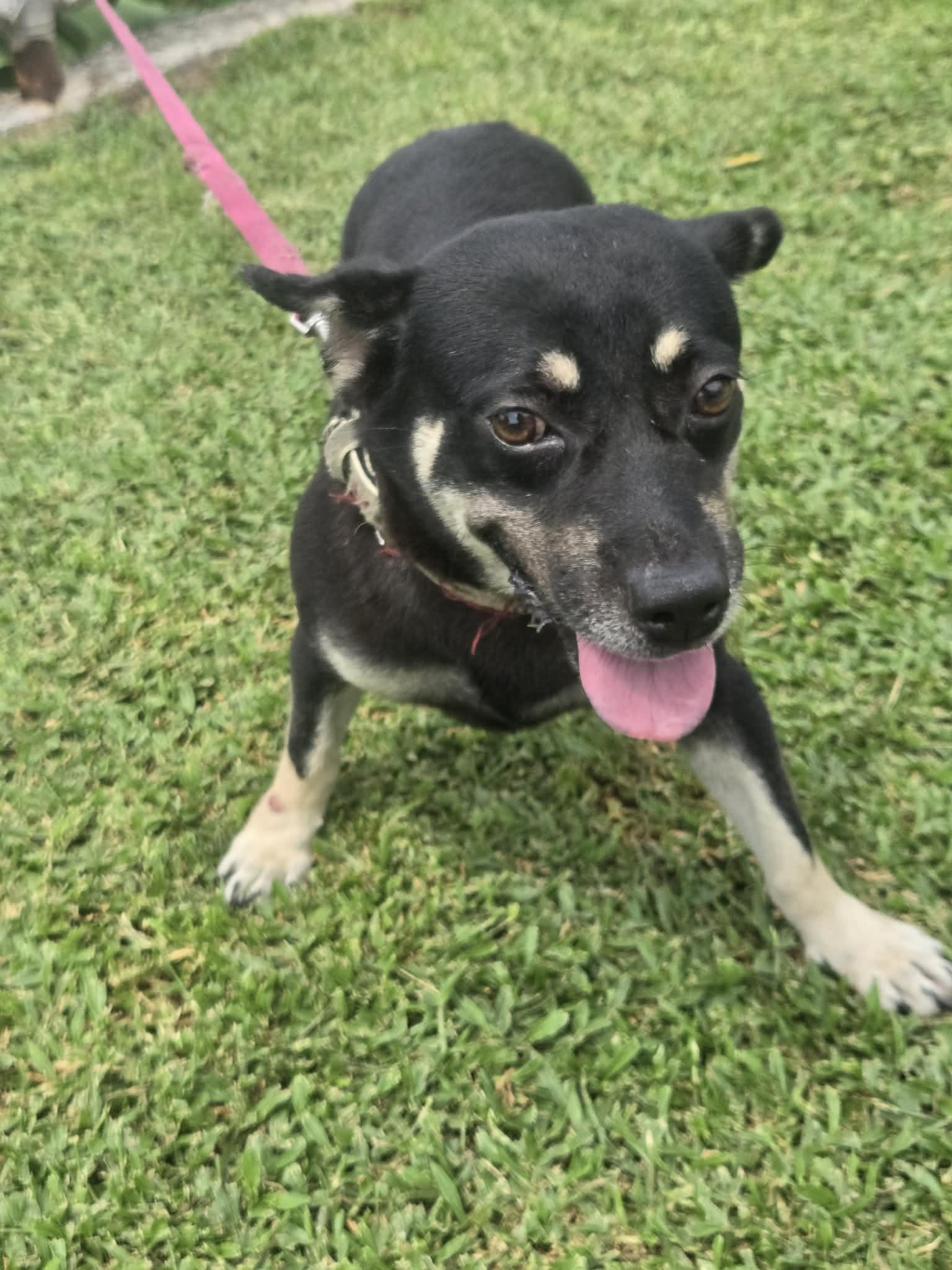Enlarge Oreo, a ADOPTABLE mixed breed in Huntington, NY image 4/6