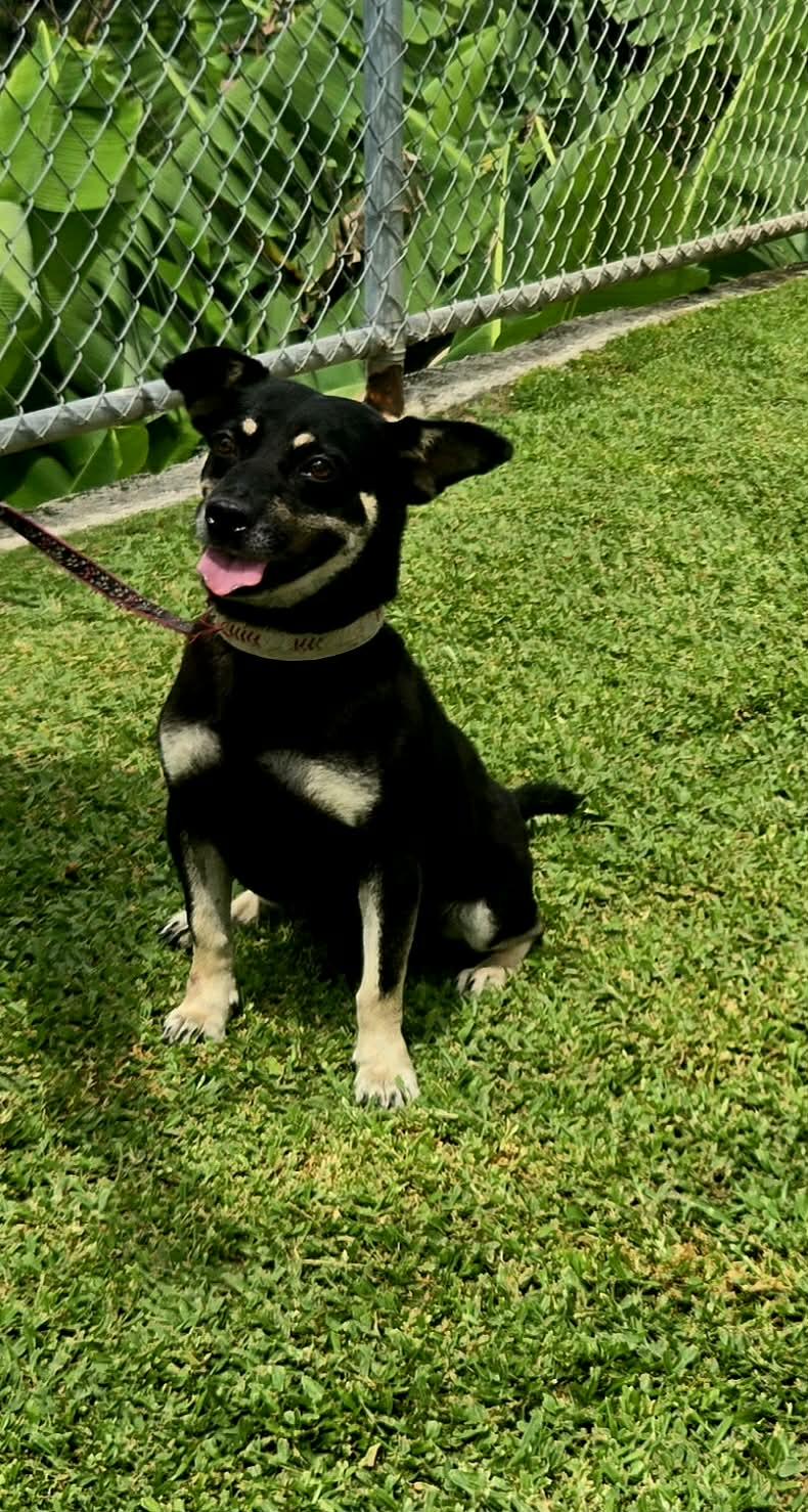Enlarge Oreo, a ADOPTABLE mixed breed in Huntington, NY image 3/6