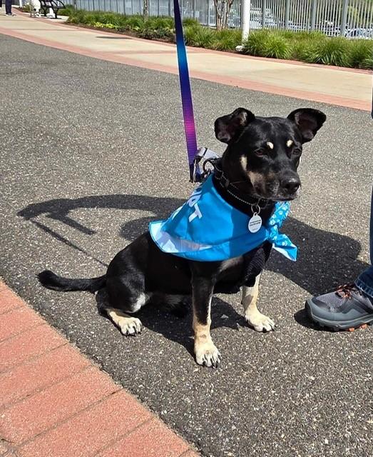 Enlarge Oreo, an adoptable mixed breed in Huntington, NY image 1/6