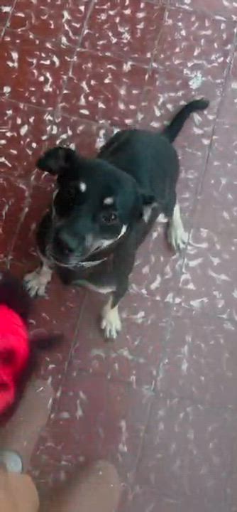 Enlarge Oreo, a ADOPTABLE mixed breed in Huntington, NY video 6/6