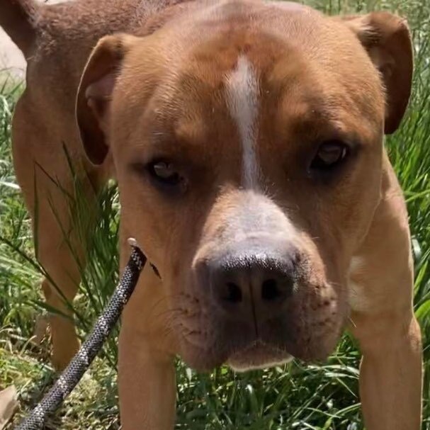 Mozart, Adult Male Pit Bull Terrier