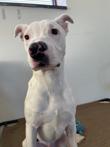 Chico, Adoptable, Adult Male Terrier & Bull Terrier.