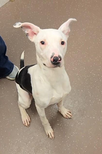 Enlarge Chico, a Adoptable mixed breed in South Bend, IN image 1/5