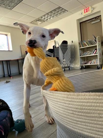 Enlarge Chico, a Adoptable mixed breed in South Bend, IN image 2/3