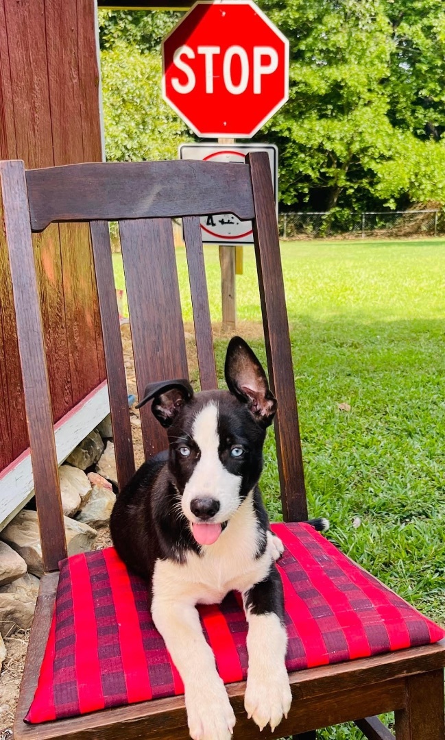 Beau, Adopted, Puppy Male German Shepherd Dog & Siberian Husky.