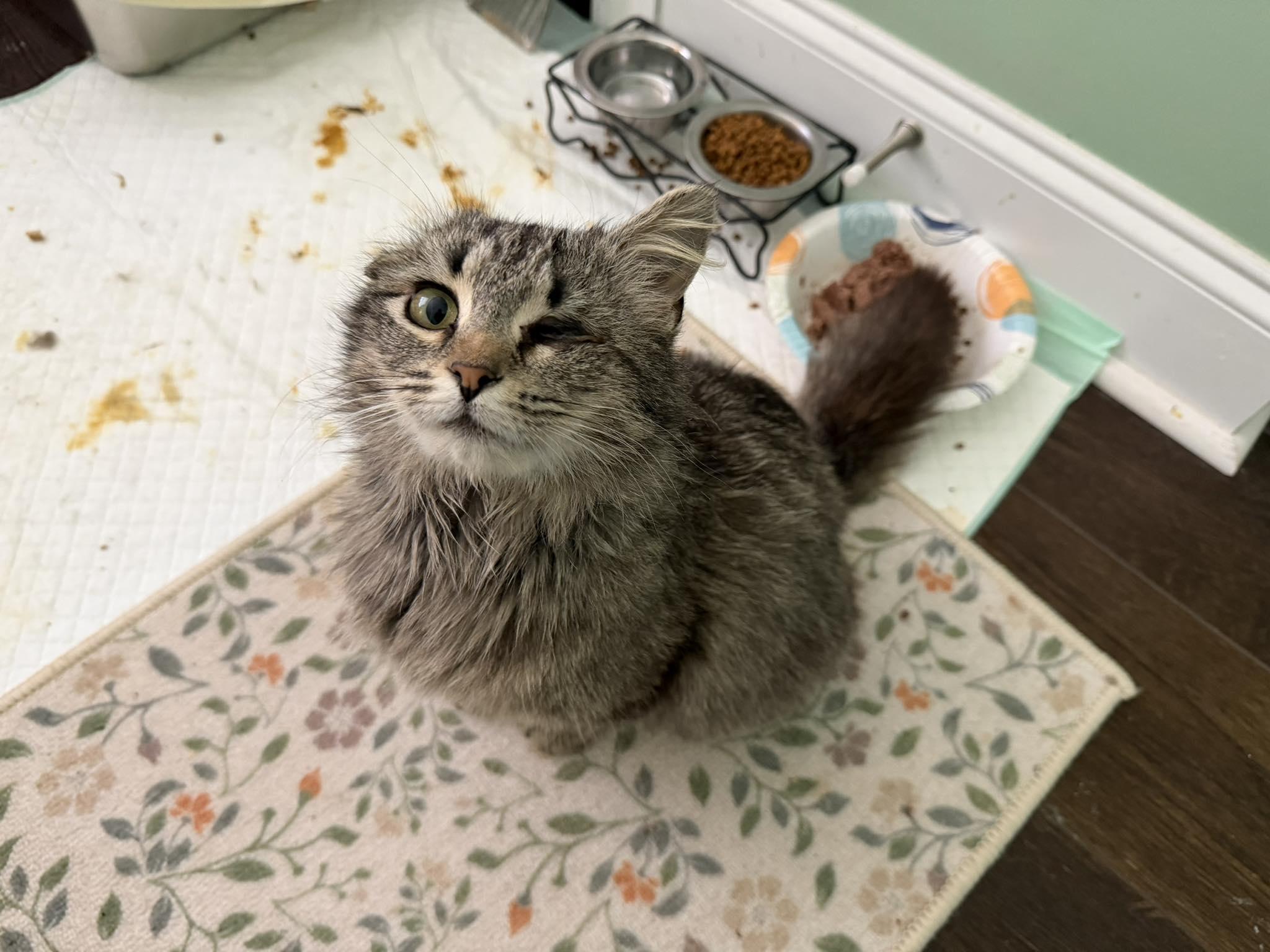 Enlarge Rue, a Adoptable Domestic Long Hair in Clayton, NC image 2/3