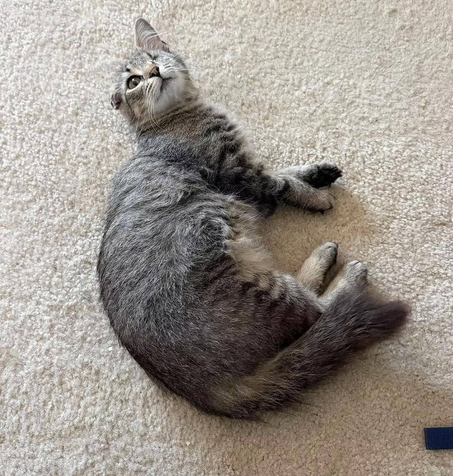 Enlarge Rue, a Adoptable Domestic Long Hair in Clayton, NC image 3/3
