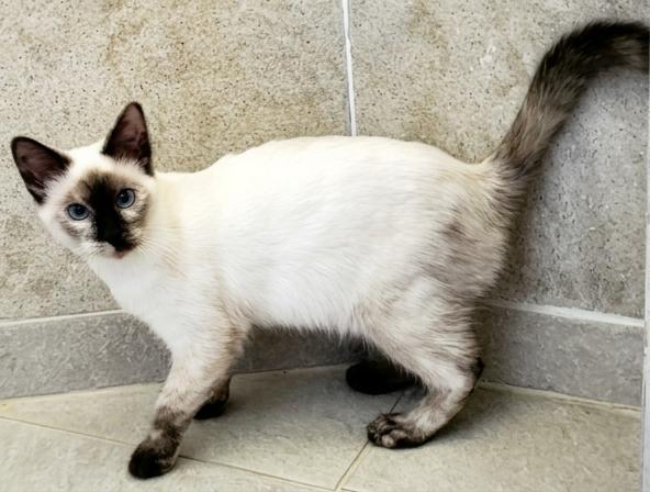 Bianca, Adoptable, Kitten Female Siamese.