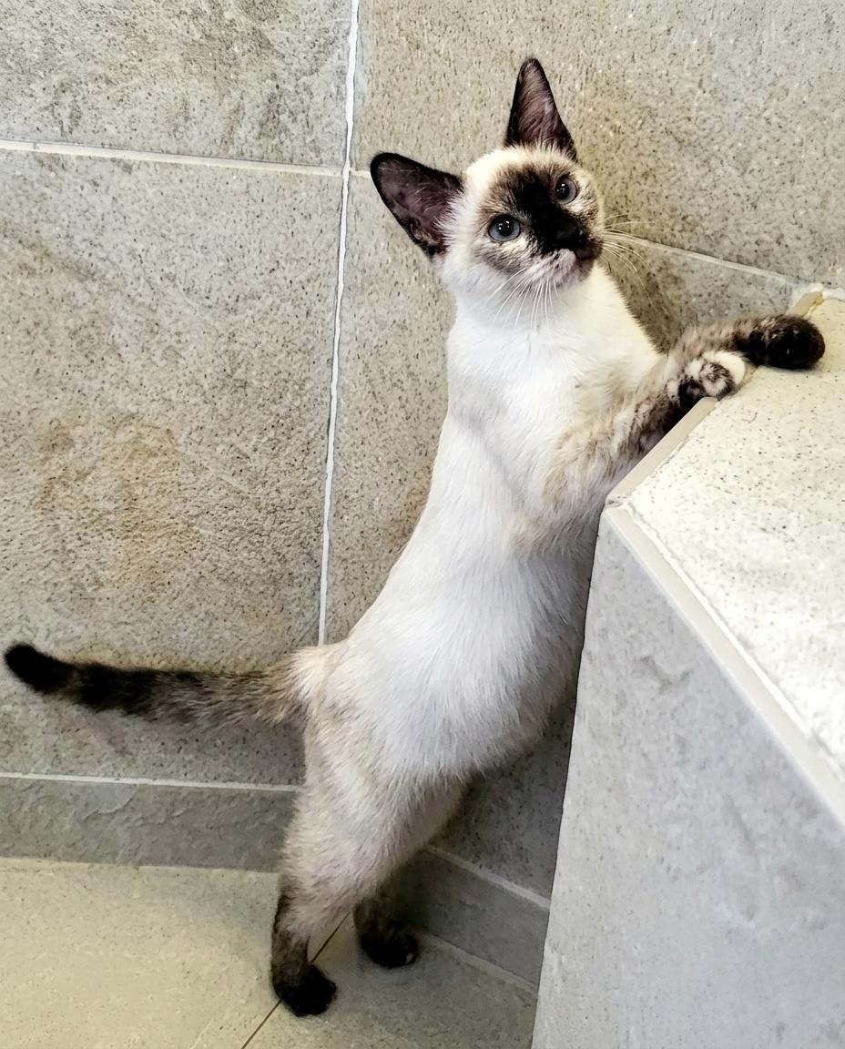Enlarge Bianca, a Adoptable Siamese in Davis, CA image 3/3