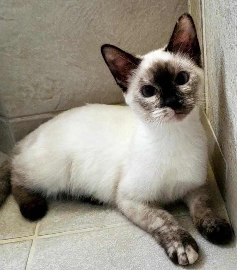 Enlarge Bianca, a Adoptable Siamese in Davis, CA image 2/3