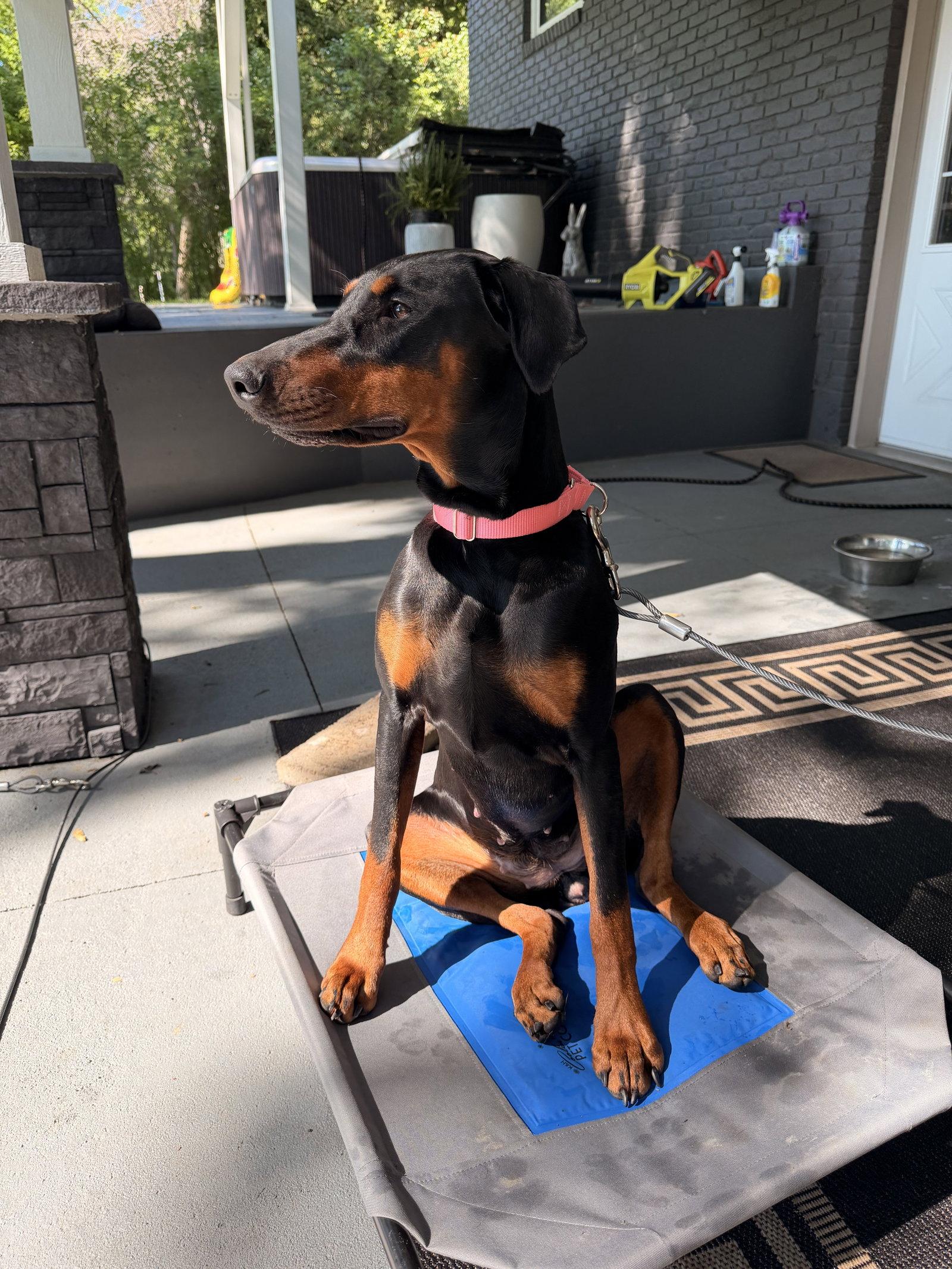 Nyx, Adoptable, Young Female Doberman Pinscher.