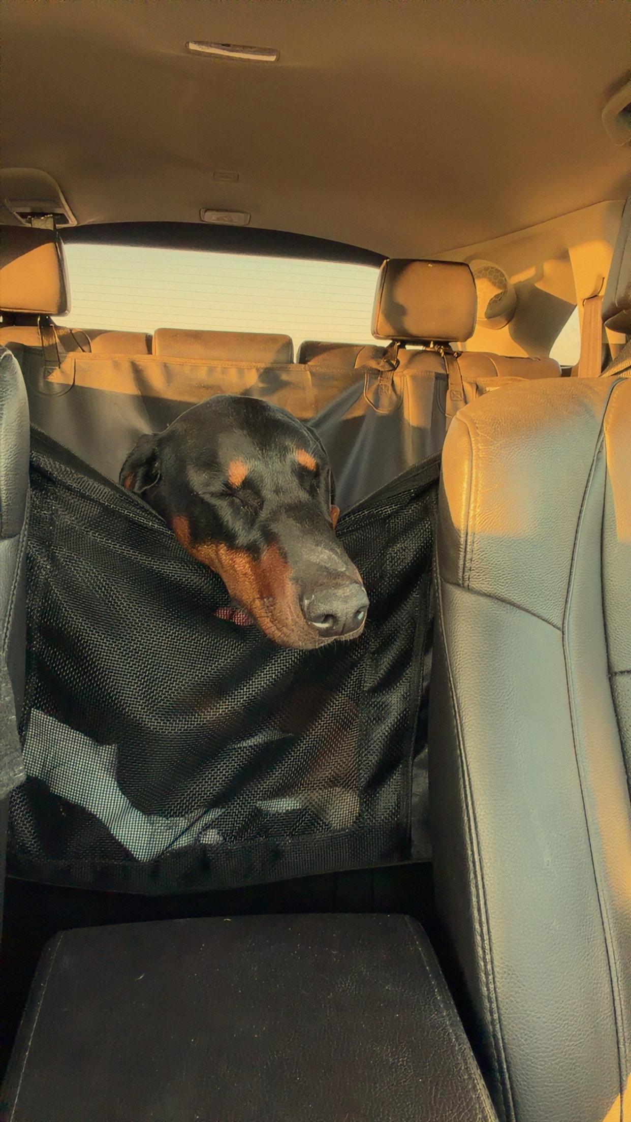 Enlarge Nyx, a Adoptable Doberman Pinscher in Minneapolis, MN image 2/3