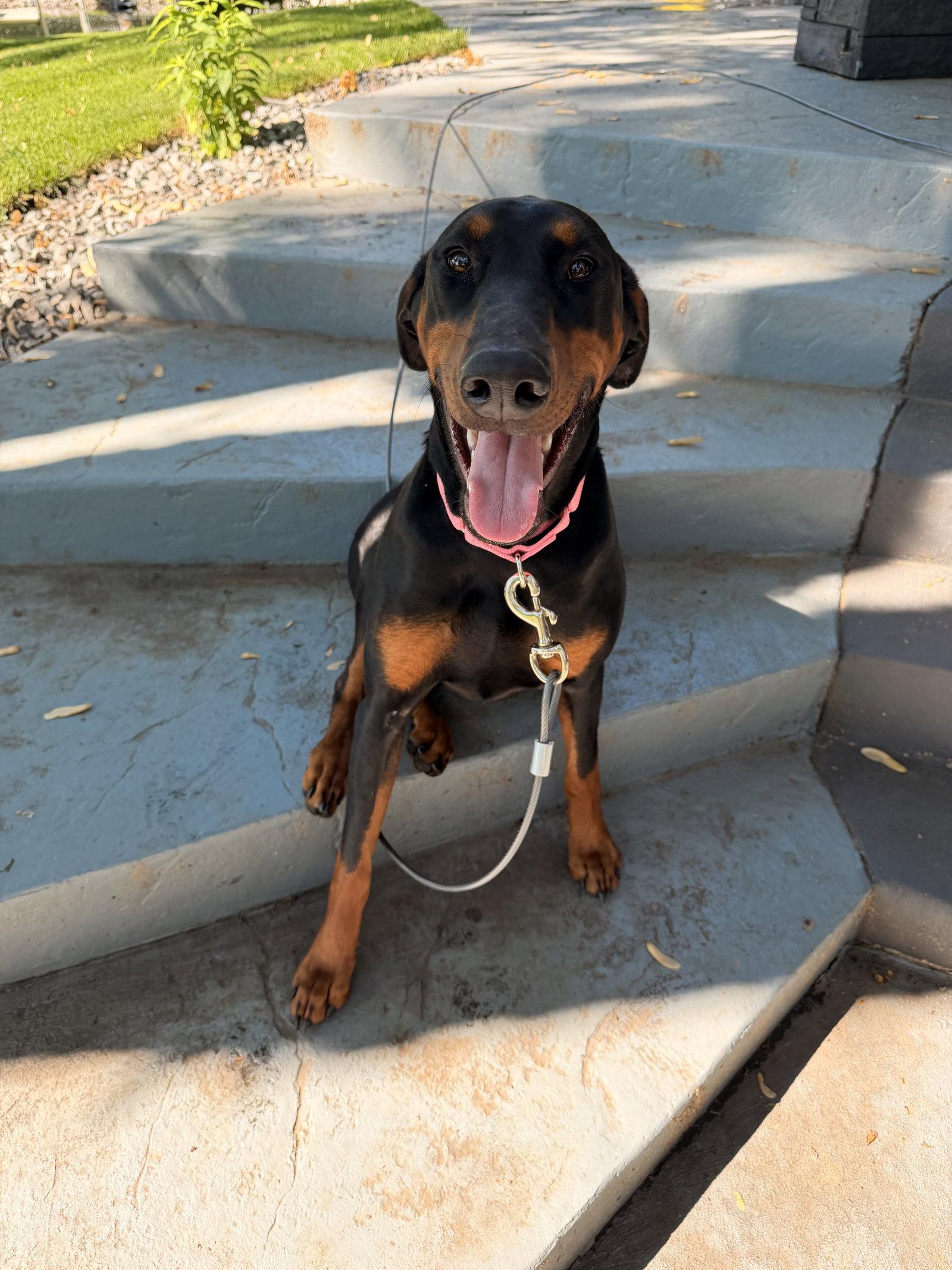 Enlarge Nyx, a Adoptable Doberman Pinscher in Minneapolis, MN image 3/3