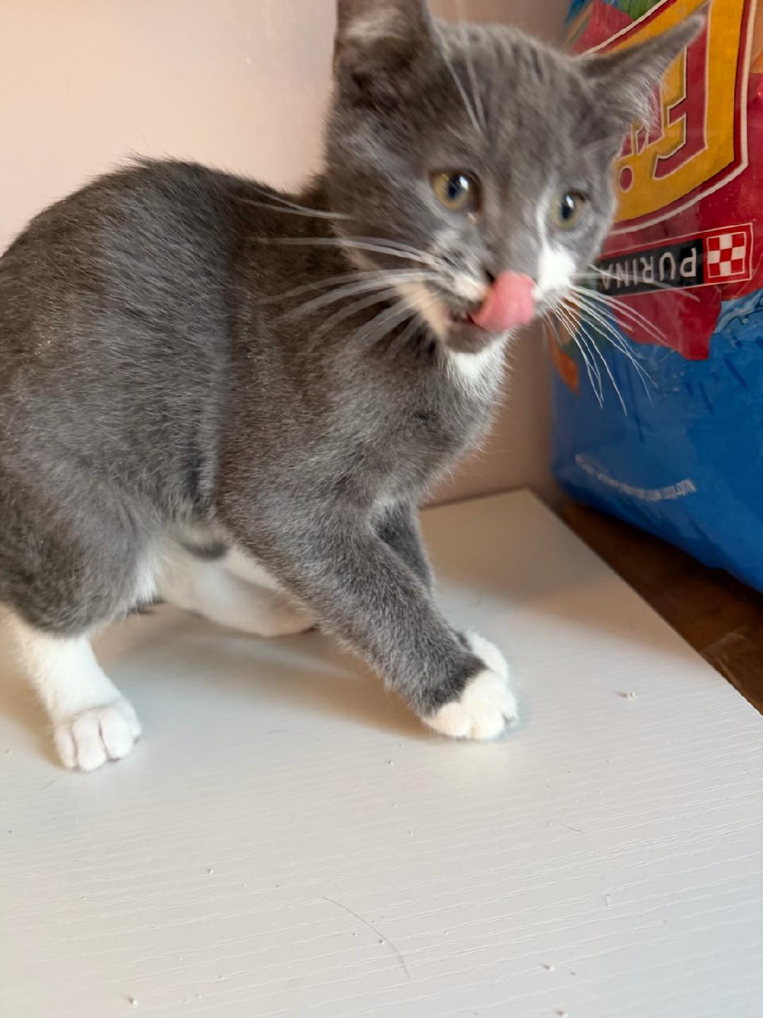 Enlarge Gray and White Baby, an adopted Domestic Short Hair in Salem, NH image 2/2