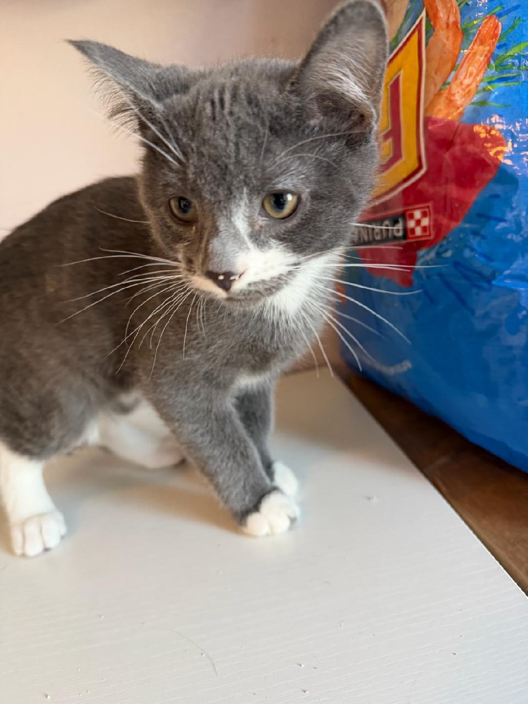 Enlarge Gray and White Baby, an adopted Domestic Short Hair in Salem, NH image 1/2