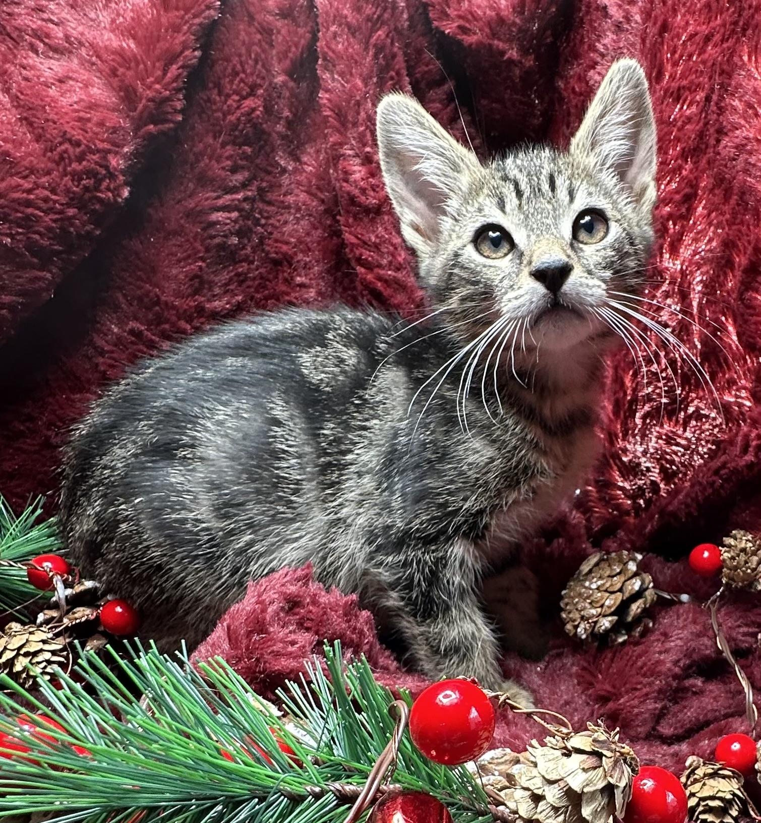 Gombo, Adoptable, Kitten Male Domestic Short Hair & Tabby.