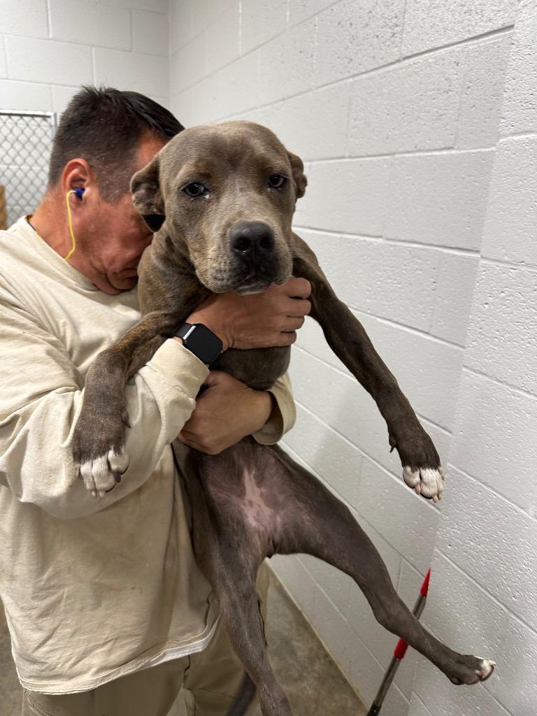 Bindi, Adoptable, Young Female Pit Bull Terrier.