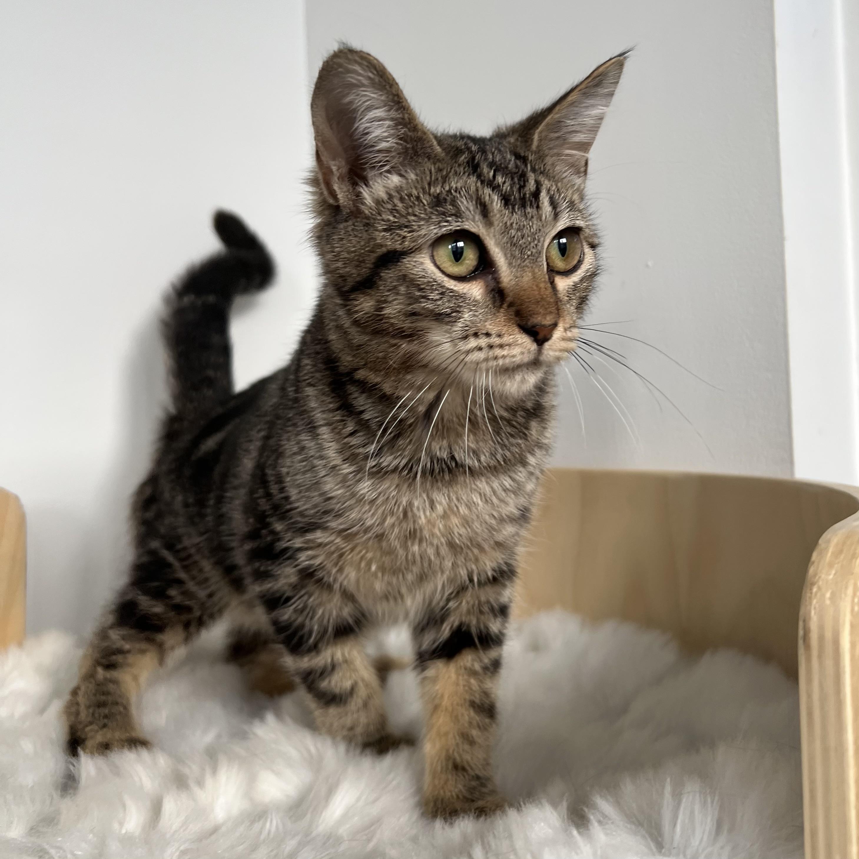 Enlarge Marlo, a Adopted mixed breed in New York, NY image 4/4