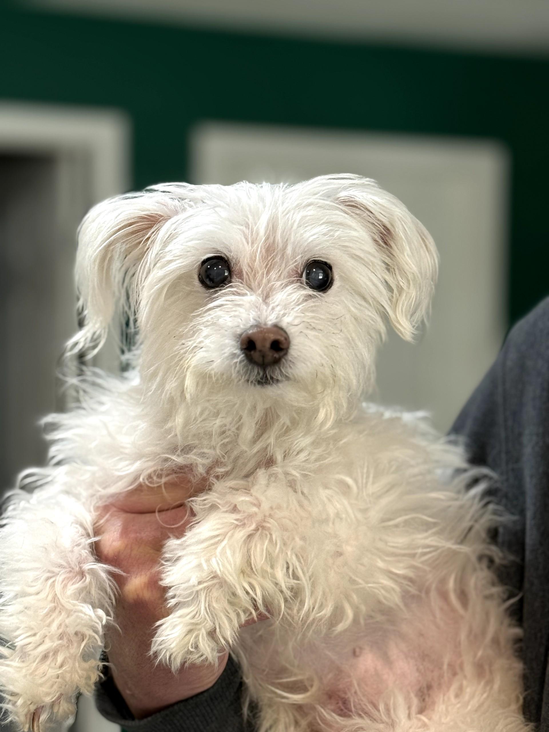 Salty & Sweet, adopted, Senior Female Maltese.