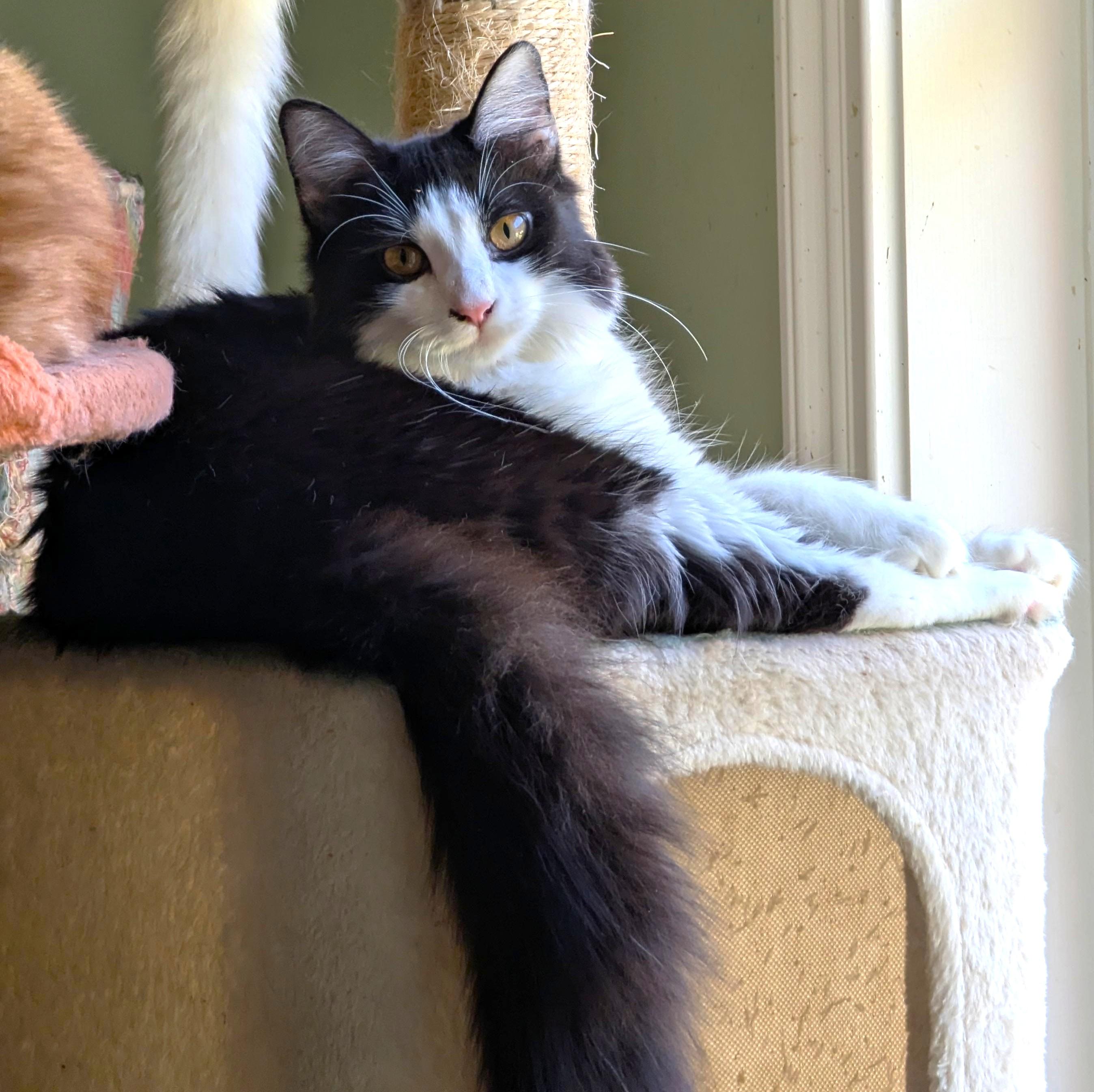 Bedhead, Adoptable, Young Male Domestic Medium Hair & Maine Coon.