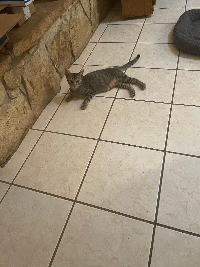 Woody, Adopted, Kitten Female Domestic Short Hair.