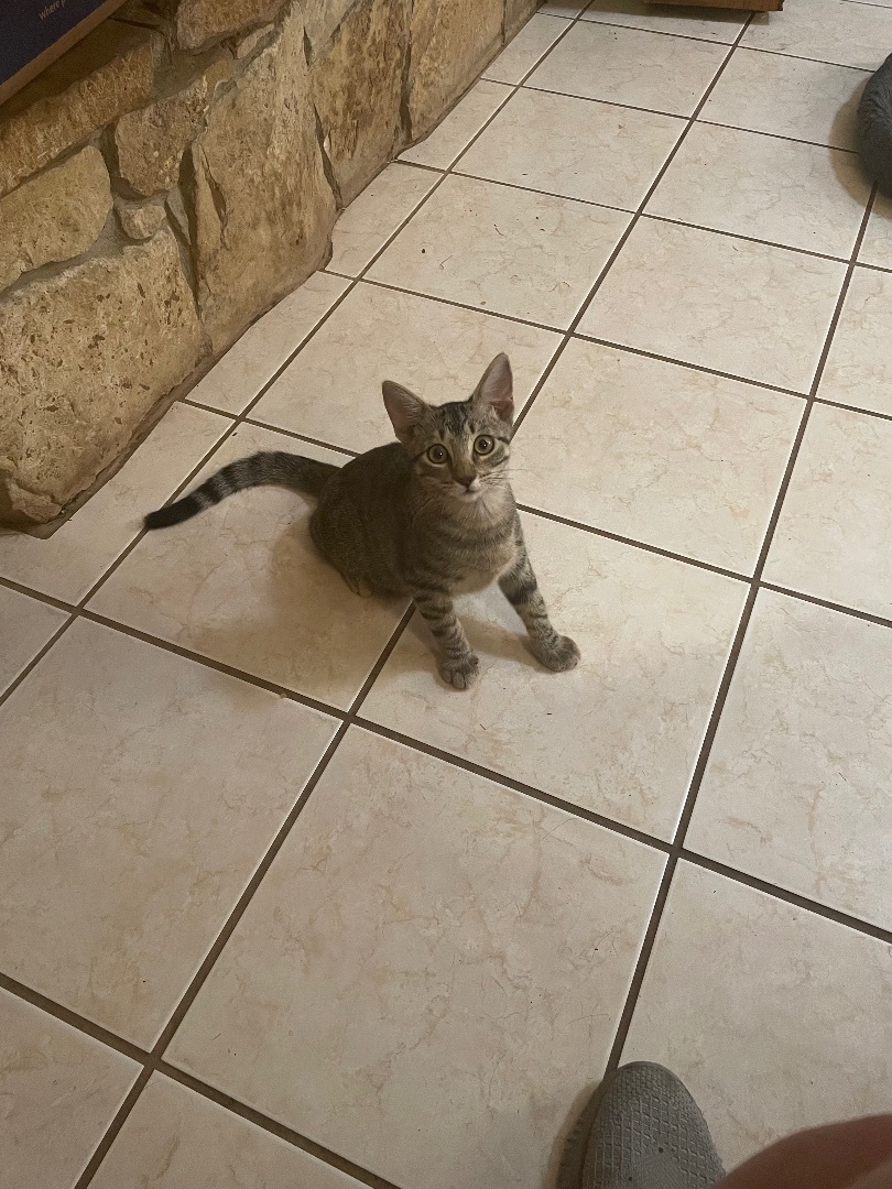 Woody, a Adopted Domestic Short Hair in Whitney, TX image 2/4