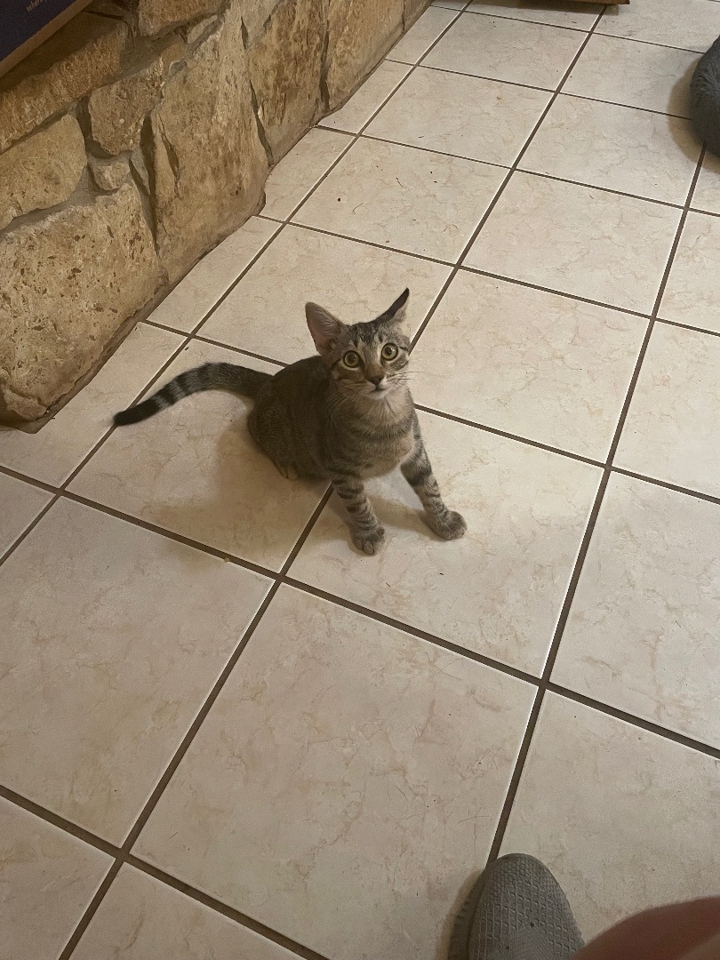 Woody, a Adopted Domestic Short Hair in Whitney, TX image 3/4