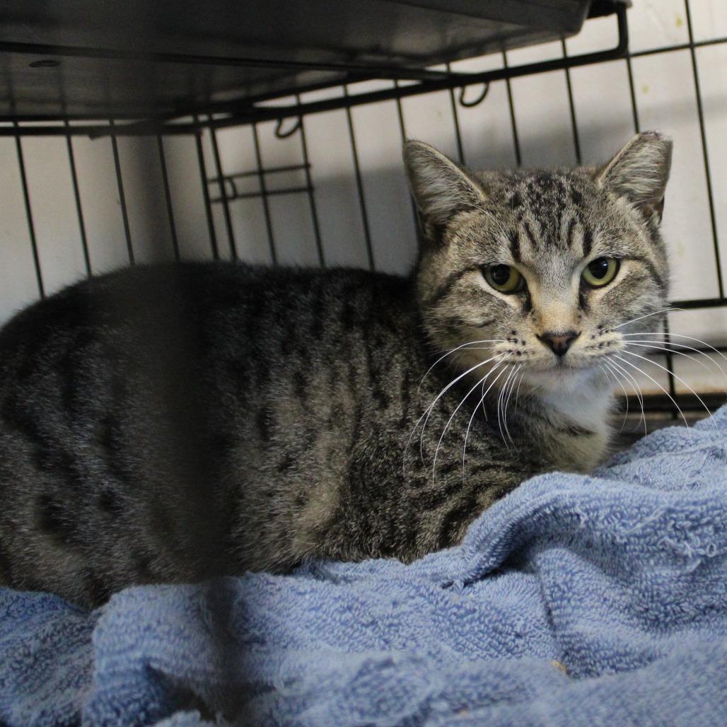 Shredder, a Adoptable Domestic Short Hair in Cleveland, MS image 1/2