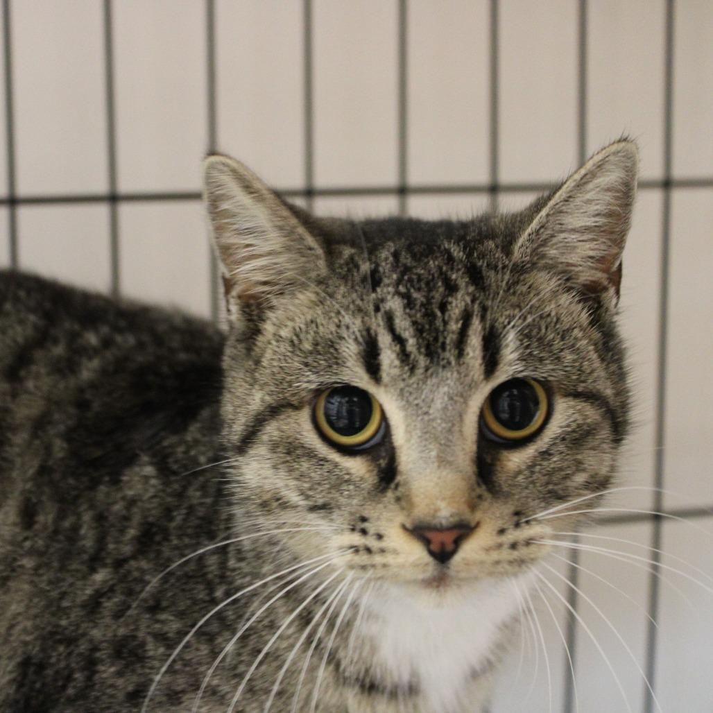 Shredder, a Adoptable Domestic Short Hair in Cleveland, MS image 2/2