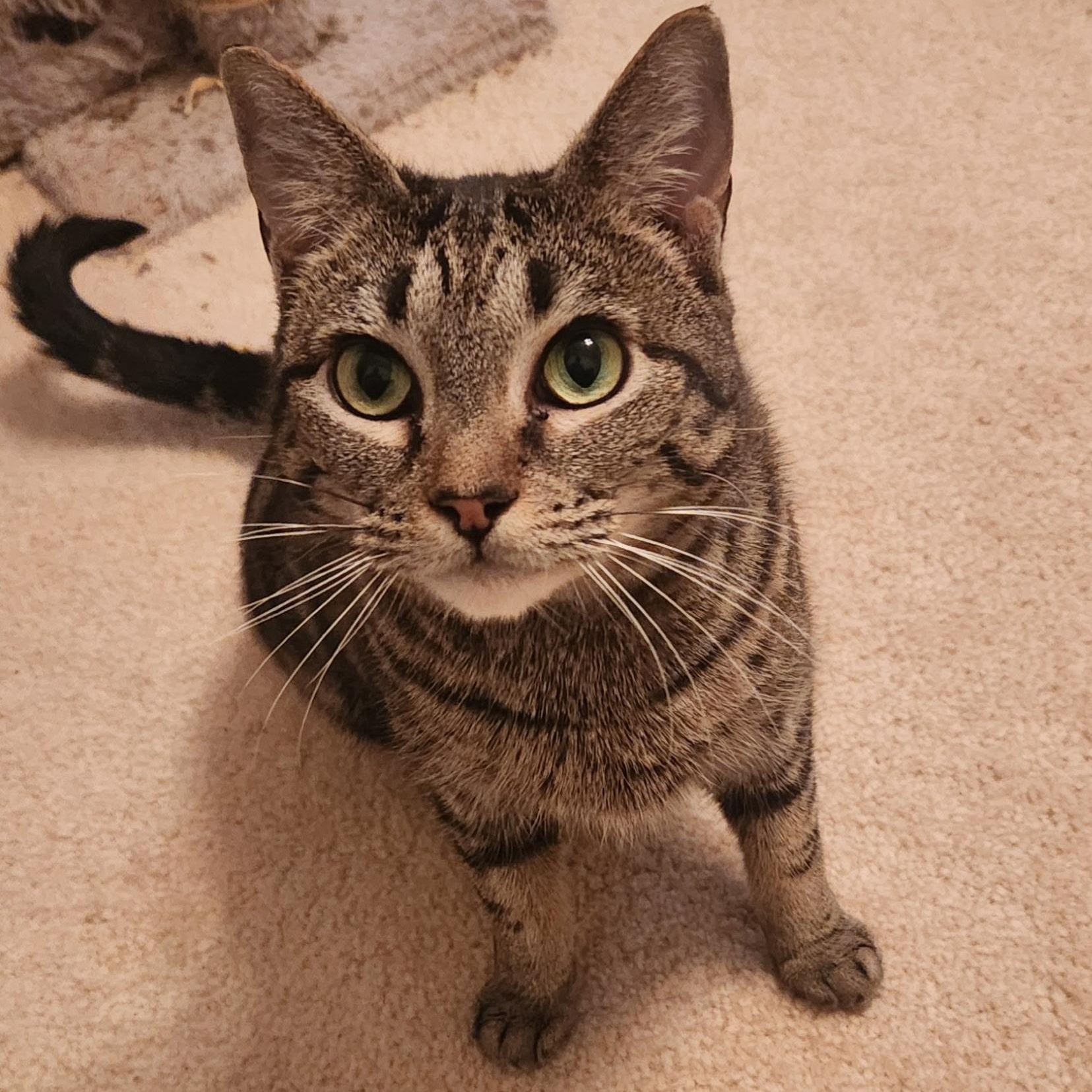 Mía, Adoptable, Adult Female Domestic Short Hair.