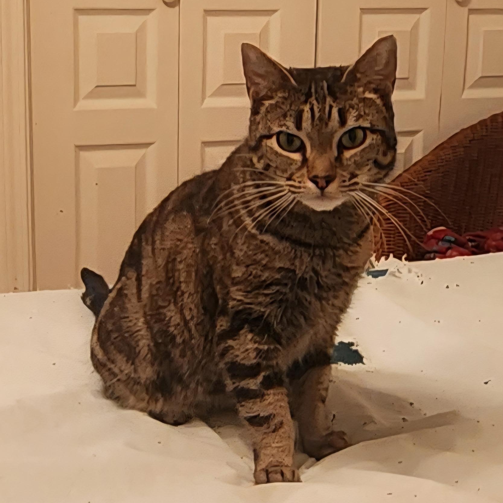 Enlarge Mía, a Adoptable Domestic Short Hair in Fort Oglethorpe, GA image 2/2