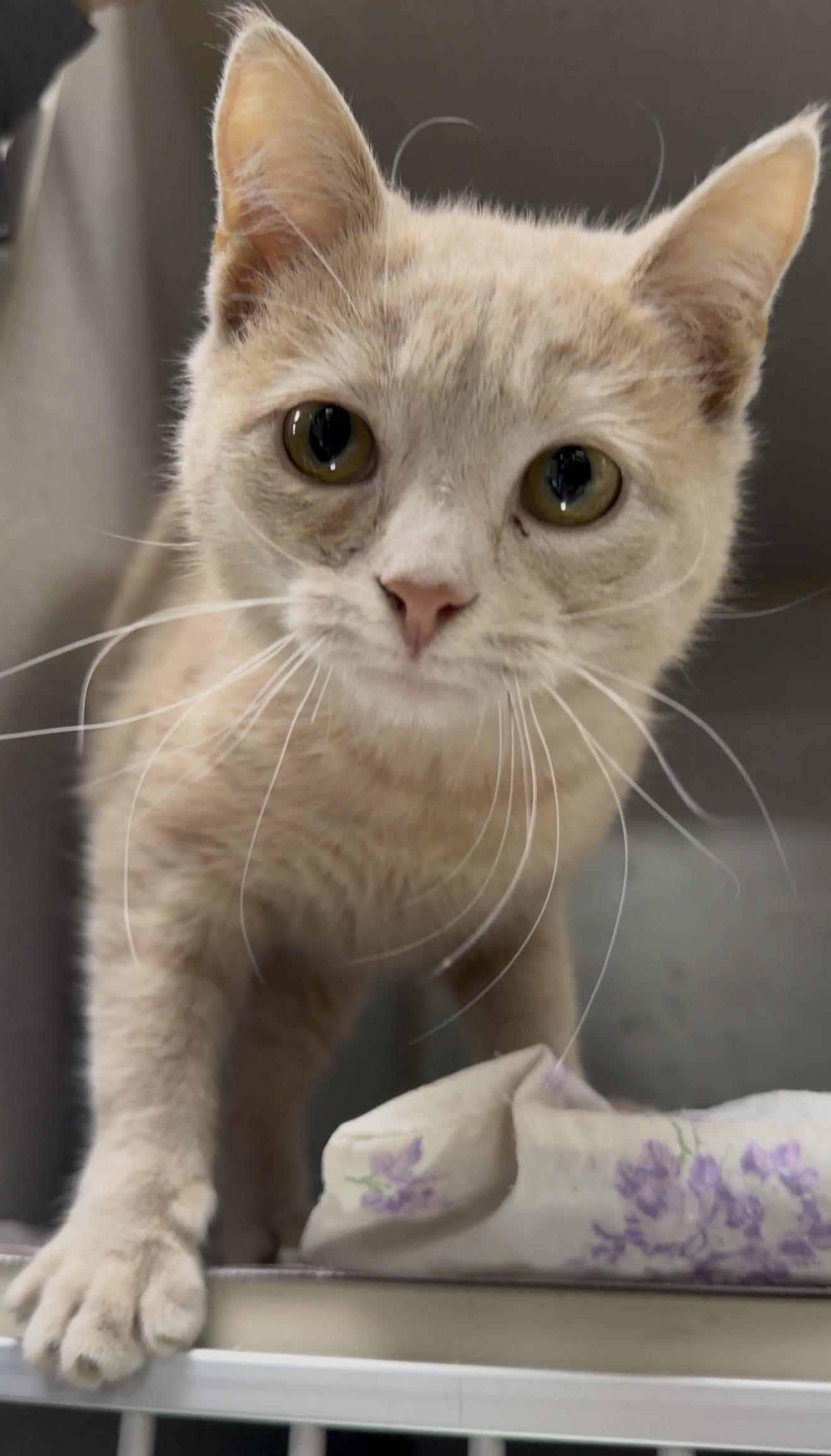 Enlarge Winchell, a ADOPTABLE Domestic Short Hair in Sharpsville, PA image 1/1