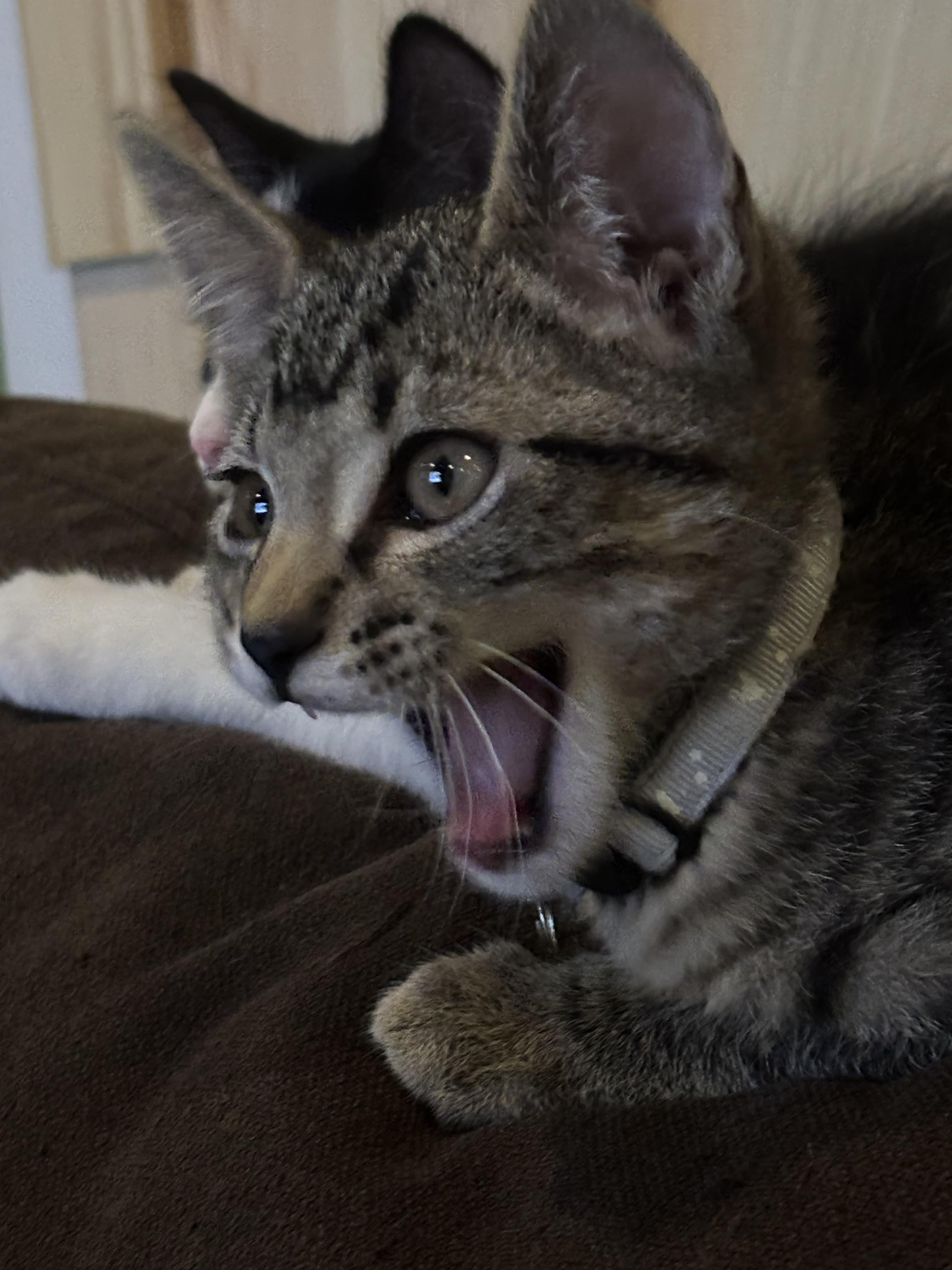 Prescott 2.1, Adoptable, Kitten Male Domestic Short Hair.