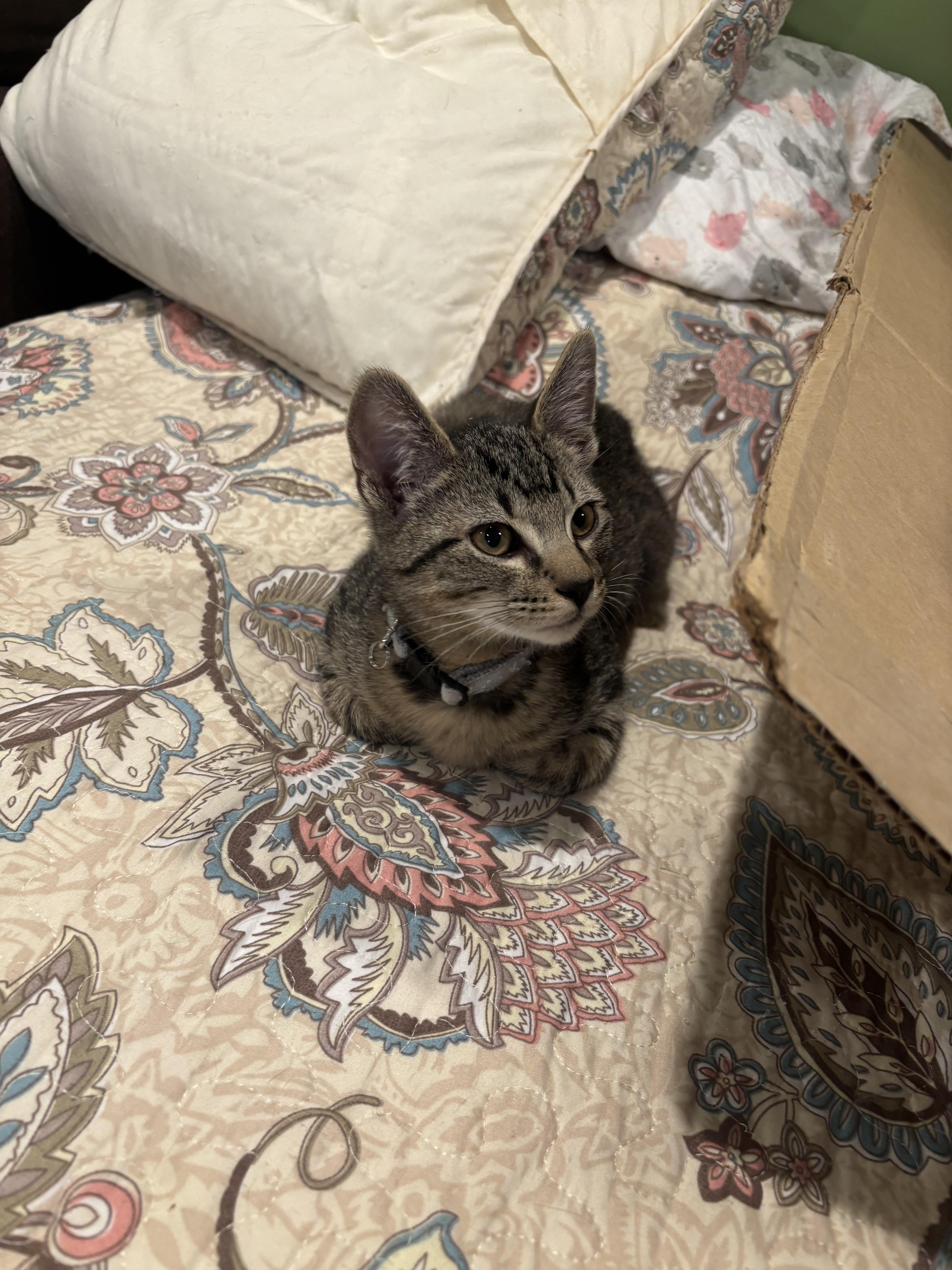 Prescott 2.1, a Adoptable Domestic Short Hair in Plainville, MA image 2/3