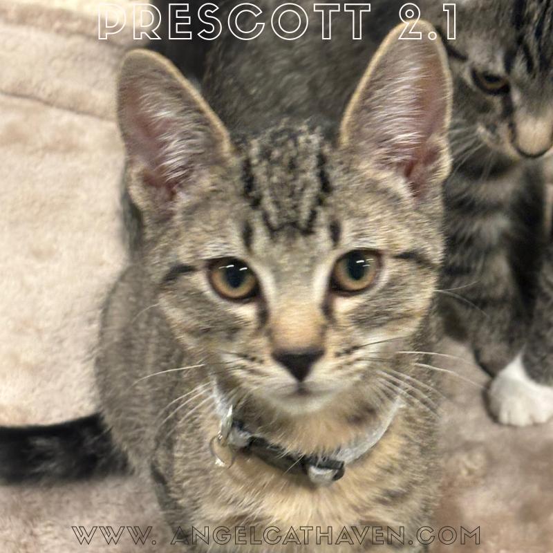 Prescott 2.1, a Adoptable Domestic Short Hair in Plainville, MA image 3/3
