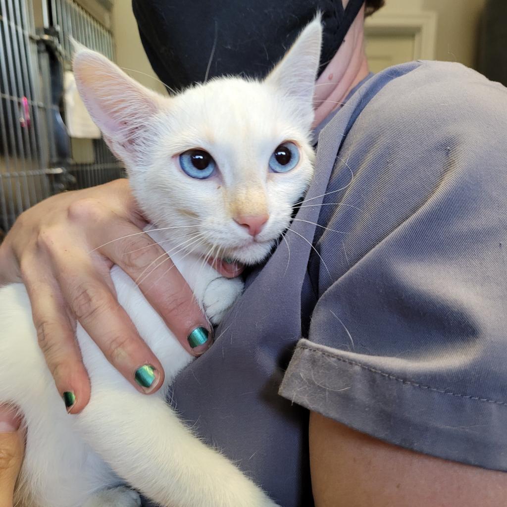 Tovah, Adoptable, Adult Female Siamese.