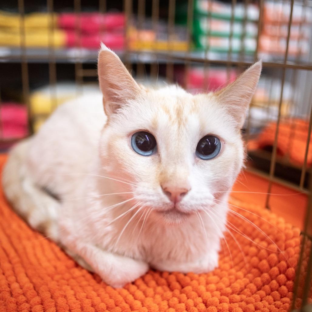 Tovah, Adoptable, Adult Female Siamese.