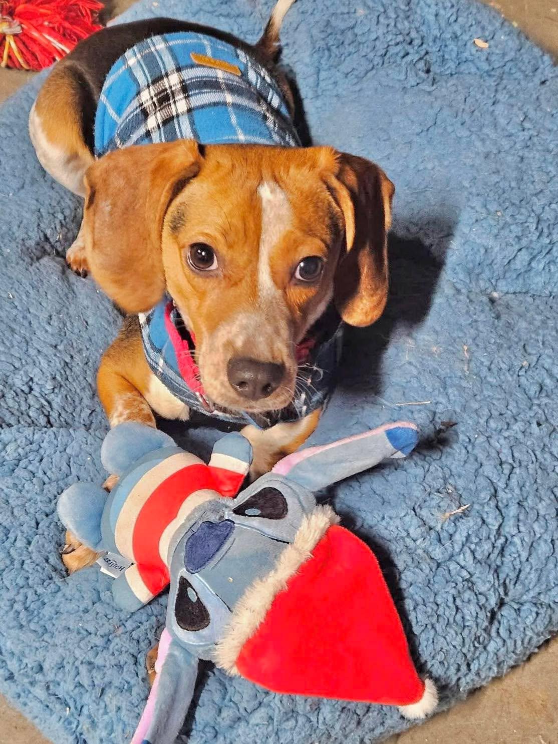 BJ, a ADOPTABLE Beagle in Wappingers Falls, NY image 1/3
