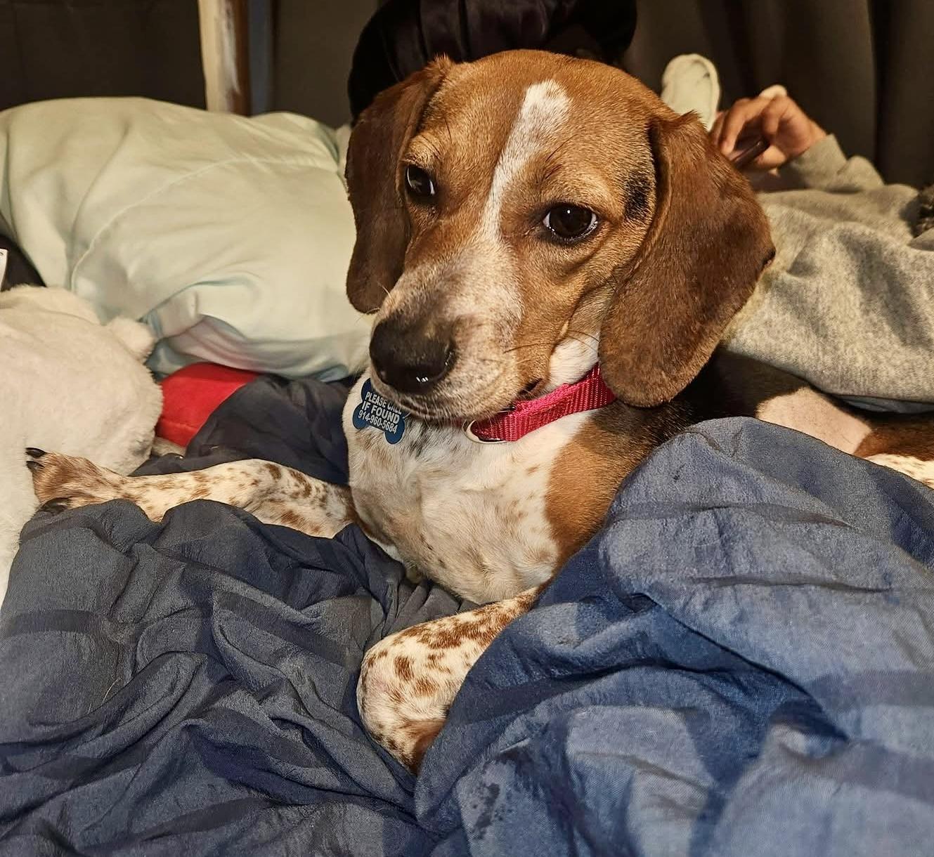 BJ, a ADOPTABLE Beagle in Wappingers Falls, NY image 3/3