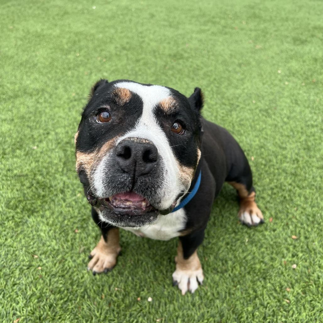 Gorda, Adoptable, Senior Female Pit Bull Terrier.